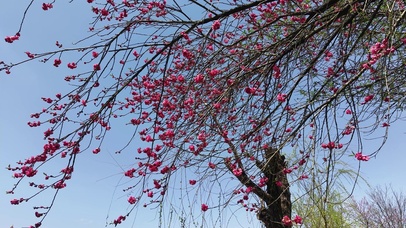 春天桃花盛开红色桃花