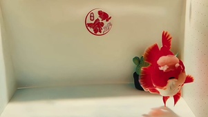 4K好运小金鱼②
