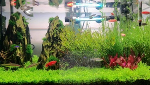 水草