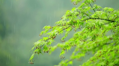 雨天的树叶