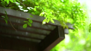 空灵雨中植物