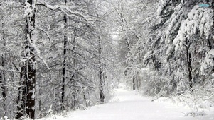 雪树林