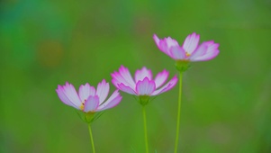 三朵小花