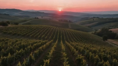 静谧落日葡萄园