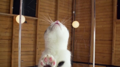 向上爬的小猫咪