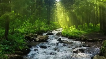 森林小溪清新唯美动态