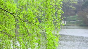 湖畔杨柳依依