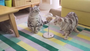 三只呆萌猫咪