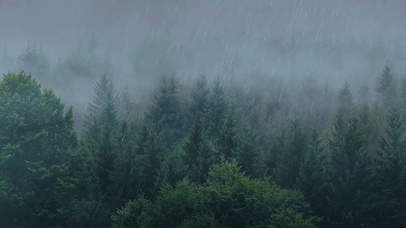 森林中的雨