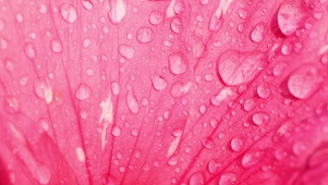 超美粉色花瓣露水