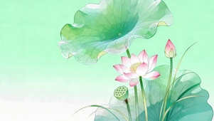 治愈小清新荷花