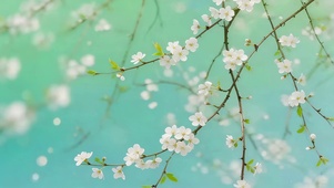小清新鲜花