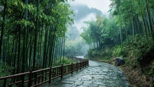 雨天竹林