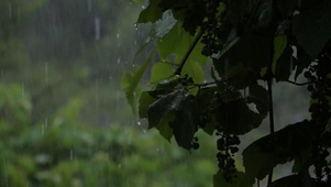 下雨天好想你