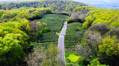 春天旅行蝴蝶翩翩飞