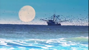 海和海鸥 4K