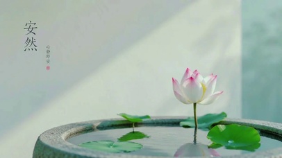 荷花安然