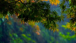 秋天枫叶雨景