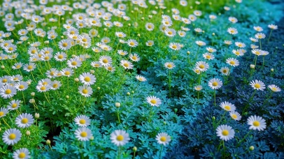 清新蓝调雏菊花海