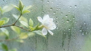 雨天窗外的栀子花