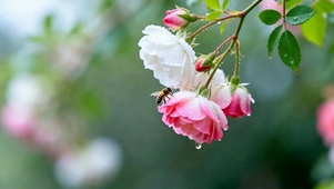 护眼花朵树木
