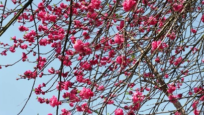 春天桃花盛开红色桃花升格