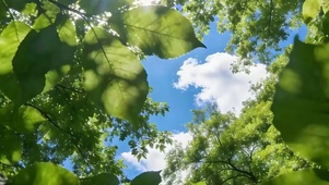 护眼绿景树木带鱼屏