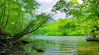 夏日树林绿湖