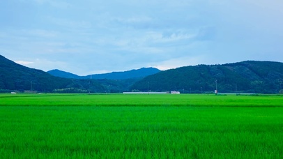 乡村稻田