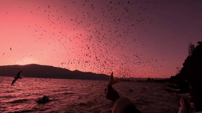 落日下的海鸥群~