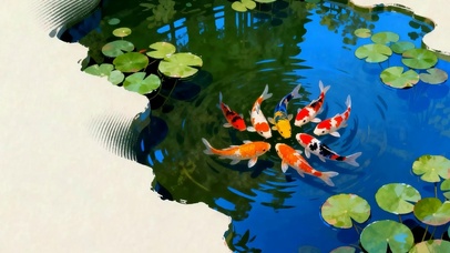 夏天池塘游鱼