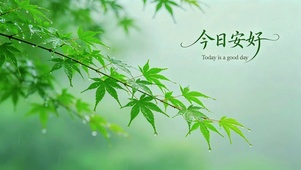 雨后枝叶美景