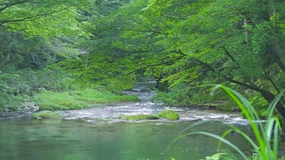 护眼清新绿树林溪流