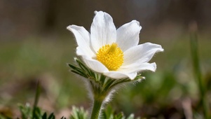 清新白花微光