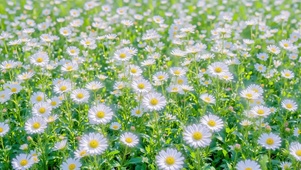 夏日花海盛开小雏菊