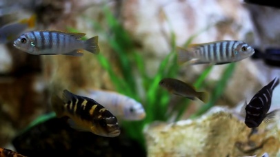 【4K水族】优雅的小热带鱼