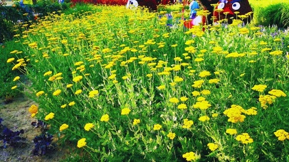 好多黄花