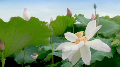 池塘白色莲花