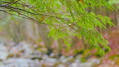 细雨绿叶