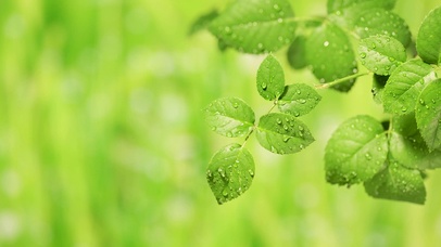 4K护眼绿叶