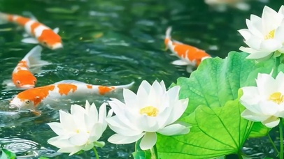 游鱼戏水带鱼屏
