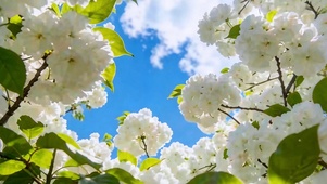春满白樱花