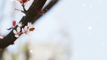 清新蜜蜂花朵惊蛰节气