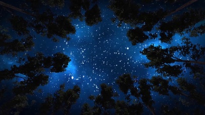 森林星空