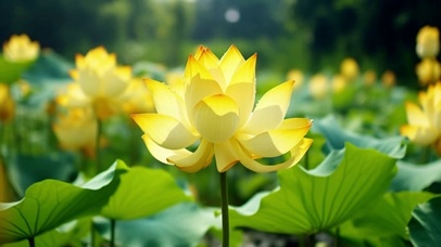 唯美的黄色荷花