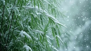 雪中竹林