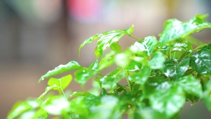 绿色护眼植物