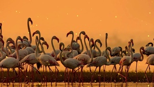 夕阳西下几时回