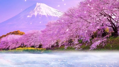 雪山下的樱花开了