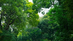 雨天绿树林
